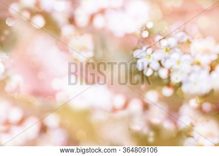 Yellow Green Pink Blur Bokeh Background. Spring Flowers Defocus. Spring Summer Card. Summer Flowers.
