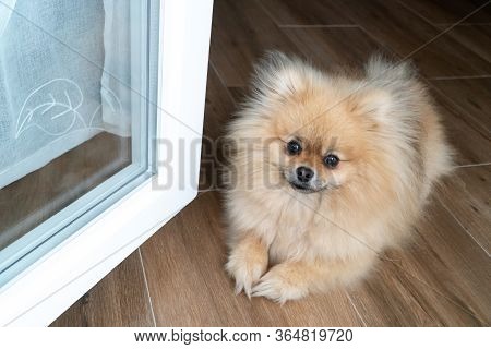 Beautiful Dog Lying On The Floo. Pomeranian Spitz Puppy Lies On The Floor By The Open Window.