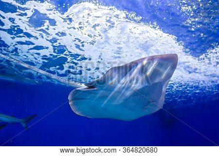Stingray Fish Swims In A Large, Blue Aquarium. In The Aquarium I Swim Beautiful Slopes. A Bewitching