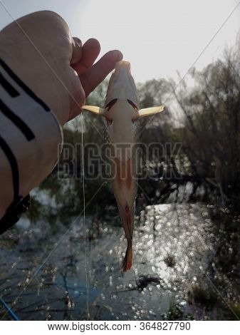 Fish Trout Caught In Freshwater. Bait Spoon Line Fishing Accessories. Fish In Trap. Victim Of Poachi
