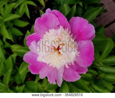 A Close Up Of Peony Cora Stubbs Pink Flower