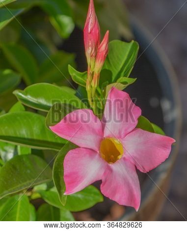 Dipladenia, Mandevilla Sanderi, Is A Annual Shrub. With Showy Pink, Red, Raspberry Splash Blooms In 