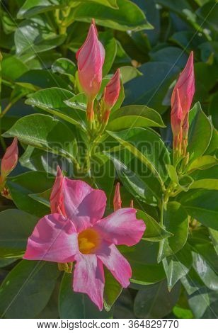 Dipladenia, Mandevilla Sanderi, Is A Annual Shrub. With Showy Pink, Red, Raspberry Splash Blooms In 
