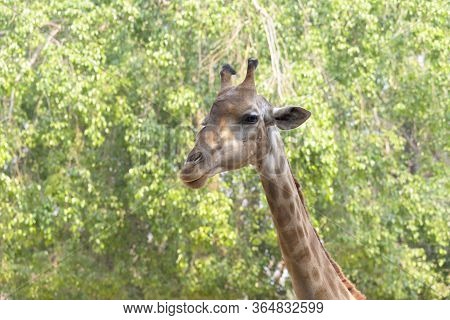 Front On View Of A Giraffe Against Green Foliage