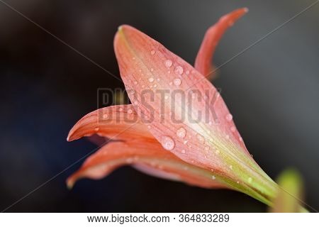 Pink Hippopotamus Or Amaryllis In The Rainy Season.