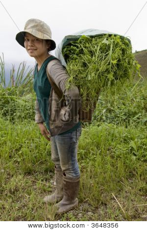 Hmong transportiert Gemüse ins Tal