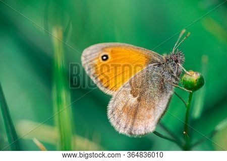 Small Heath, Coenonympha Pamphilus Butterfly Sit On Small Flower Blossom