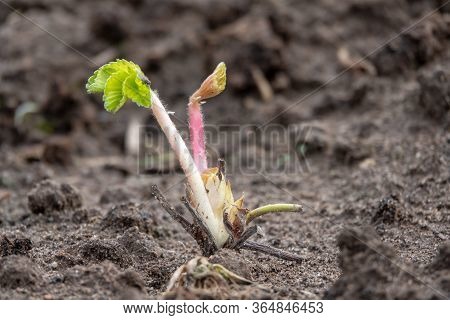 Strawberry Frigo Seedlings Ready To Grow In Garden