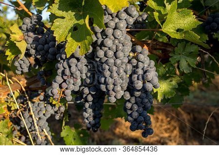 Close Up Of Red Merlot Grapes In Vineyard. Medoc, Gironde, Aquitaine. France