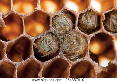 Dead Bees Covered With Dust And Mites On An Empty Honeycomb