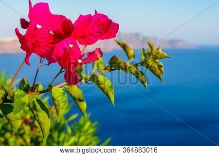 Close Up Photo Of Bougainvillea Flowers, Santorini Sea View. Santorini, Cyclades, Greece.