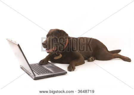 braune Labrador arbeiten auf Laptop auf weissem Grund