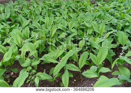 Lots Of White Flowers In The Leafage Of Convallaria Majalis In May