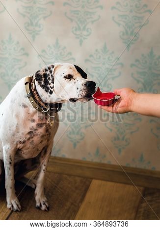 Dog And Canned Canned Food In Outstretched Hand