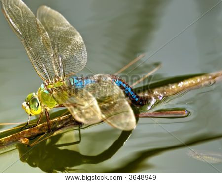 Anax Junius eller grønne Darner