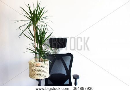 A Big Green Plant Dracaena In A Knitted Pot Stay At A Modern Gray Rattan Sofa With Two Yellow Pillow