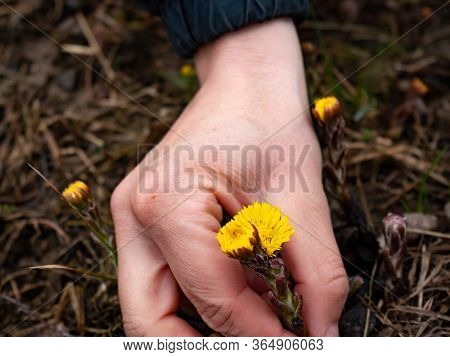 Coltsfoot Blooming Plant Pluck By Female Hand. Coltsfoot Tussilago Farfara - Medicinal Plant.