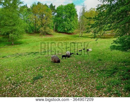 Heidschnucken In A Heath Of Schleswig-holstein In Germany