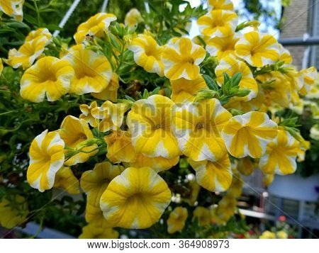 Beautiful Calibrachoa Hybrid Superbells Lemon Slice Yellow And White Flowers