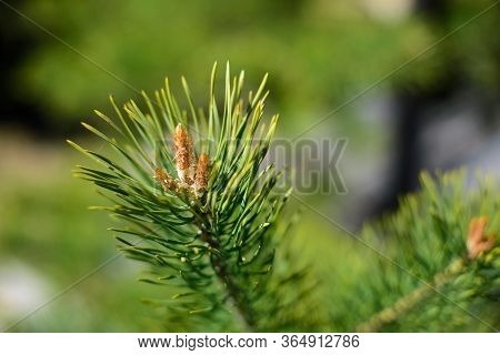 Young Evergreen Pine Tree Blooms In Spring