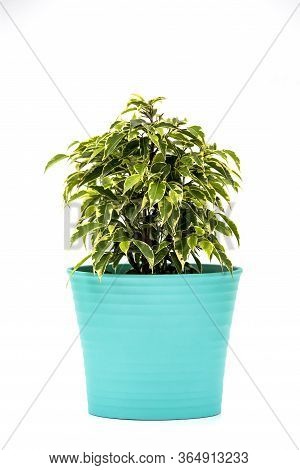 Ficus Kinky Houseplant In Flowerpot On White Background. Plant In A Pot. Ficus Kinky Tree Isolated O