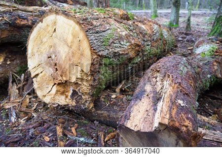 Felled Trees In A Stack, Logs From Felled Tree Trunks
