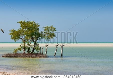 Pelicans Rest On Wooden Poles Near The Beach Holbox Island Mexico. Mangrove Trees On The Sea. Panora