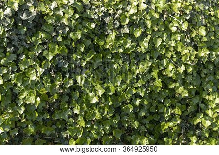 A Close Up View Of A Green Ivy Hedge That Has Covered A Metal Fence