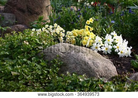 In A Flower Bed Of A Decorative Garden Among Big Stones Multi-colored Primroses Grow And Blossom. Th