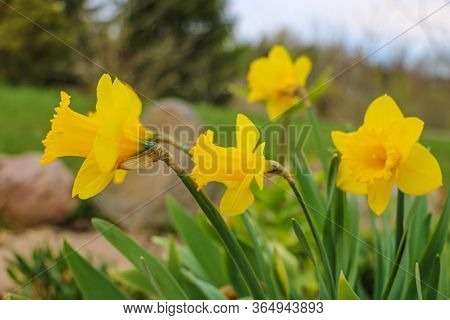 Yellow Daffodils In The Garden, Selective Focus