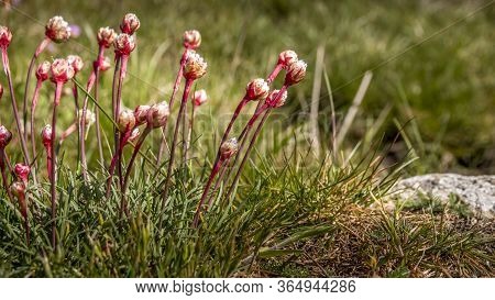 Beautiful Pink Flowers . Name Sea Thrift (armeria Maritima) Growing On The Rocks. Rocks And Stones