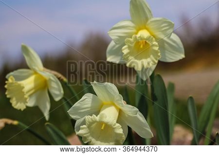 Yellow Daffodils In The Garden, Selective Focus