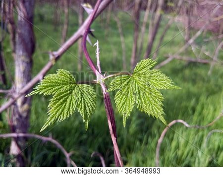 Hop, Wild Herb Used In Worldwide Cuisine