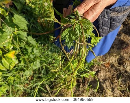 Hop Sprouts, Wild Herb Used In Worldwide Cuisine