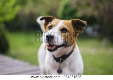 Jack Russell Terrier Walking In The Park. Happy Dog. Selective Focus