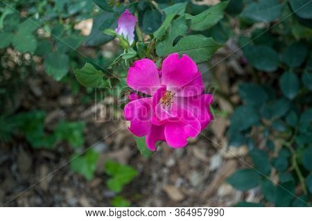 A Beautiful Gallic Rose In My Garden