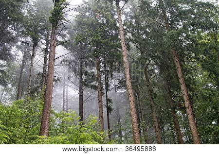 Vintergröna träd och undervegetation med dimma: Freiburg, Schwarzwald, Tyskland