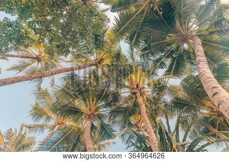 Trunks Of Coconut Palms Under Blue Sky With Soft Colors. Tranquil Tropical Nature Pattern