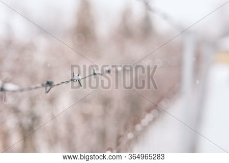 Close-up Of Barbed Wire In Winter Covered With Snow, Dramatic War And Prison Background. World War T