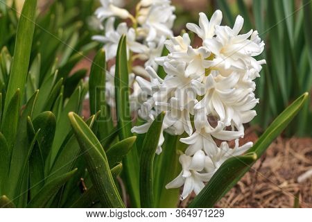 A Beautiful Pure White Hyacinth Growing Outdoors