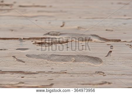 Scolytus Bark Beetle Traces Inside Wood, Angle View. Longitudinal Section Of Coniferous Wood With Tr