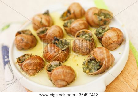 Bourguignonne-Schnecke