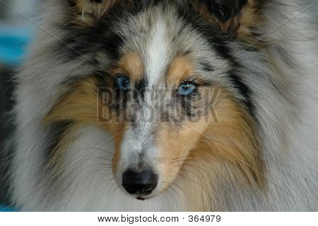 Shetlanninlammaskoira