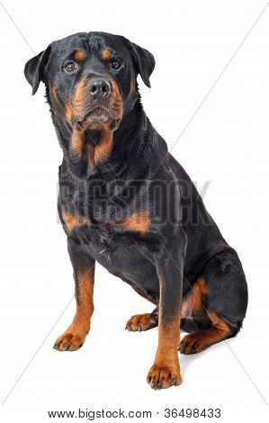 Rottweiler