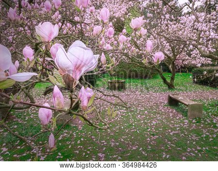 Pink Magnolia Blossom Trees Is In Part Zone, Denmark