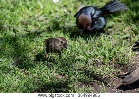 A Picture Of Some Brown-headed Cowbirds Searching For The Food.     Vancouver, Bc, Canada