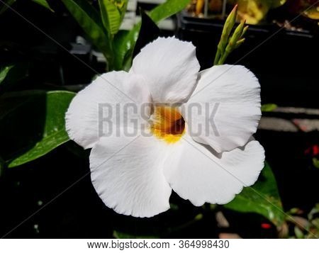 Beautiful Sun Parasol Mandevilla Monrovia White Flower