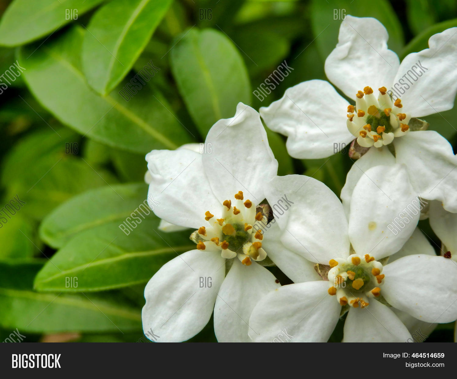 choisya ternata mexican orange blossom