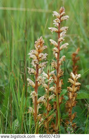 Natural Outdoors Closeup On The Parasitic Small Or Clover Broomrape, Orobanche Minor