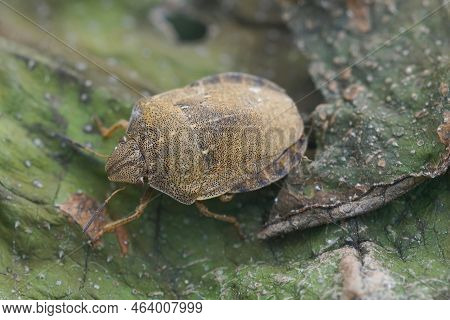 Closeup On An Adult Brown Tortoise Shield Bug, Eurgygaster Testudinaria Sitting On A Dried Leaf